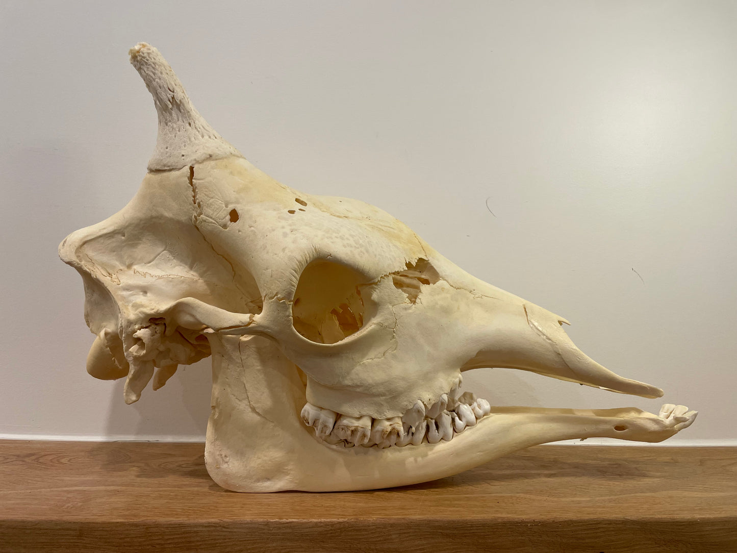 Giraffe Skull