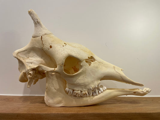 Giraffe Skull