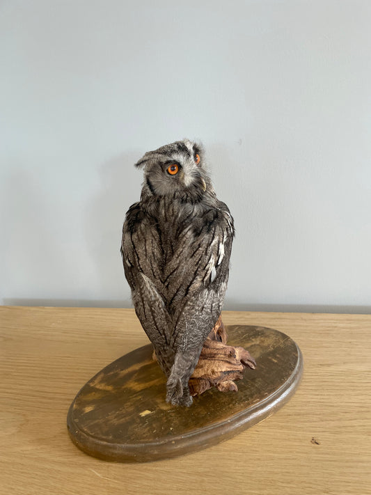 Southern white-faced owl