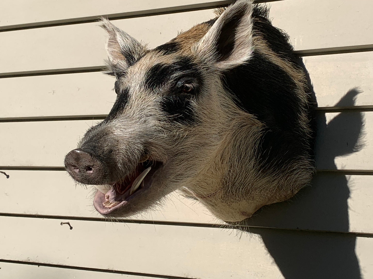 Boar