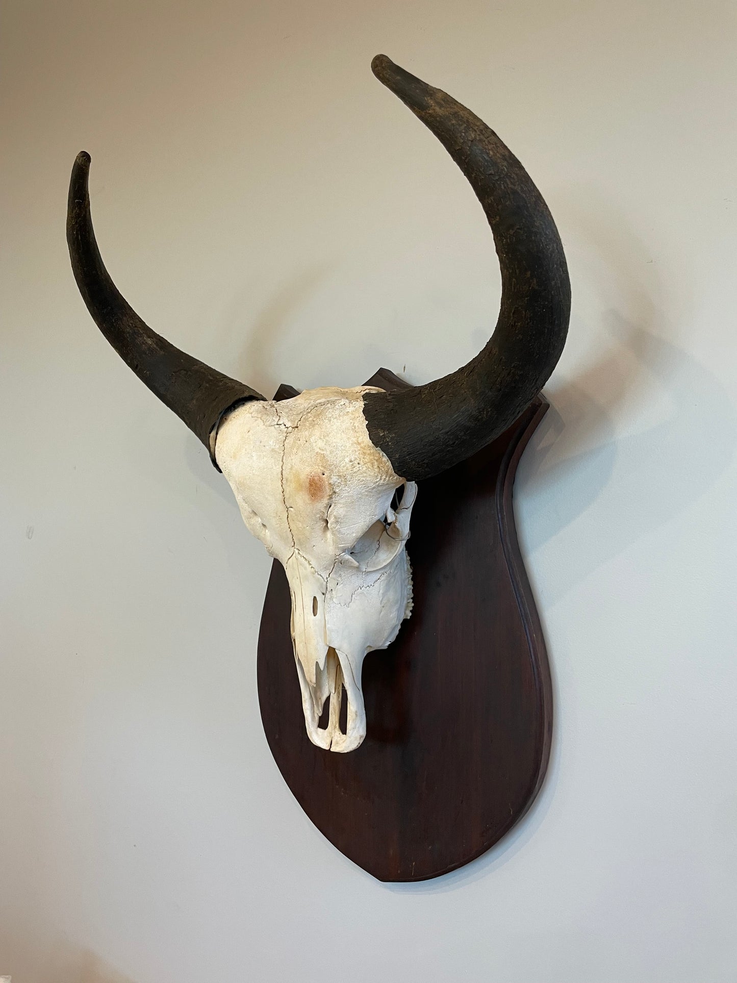 Cape Buffalo Euro Mount