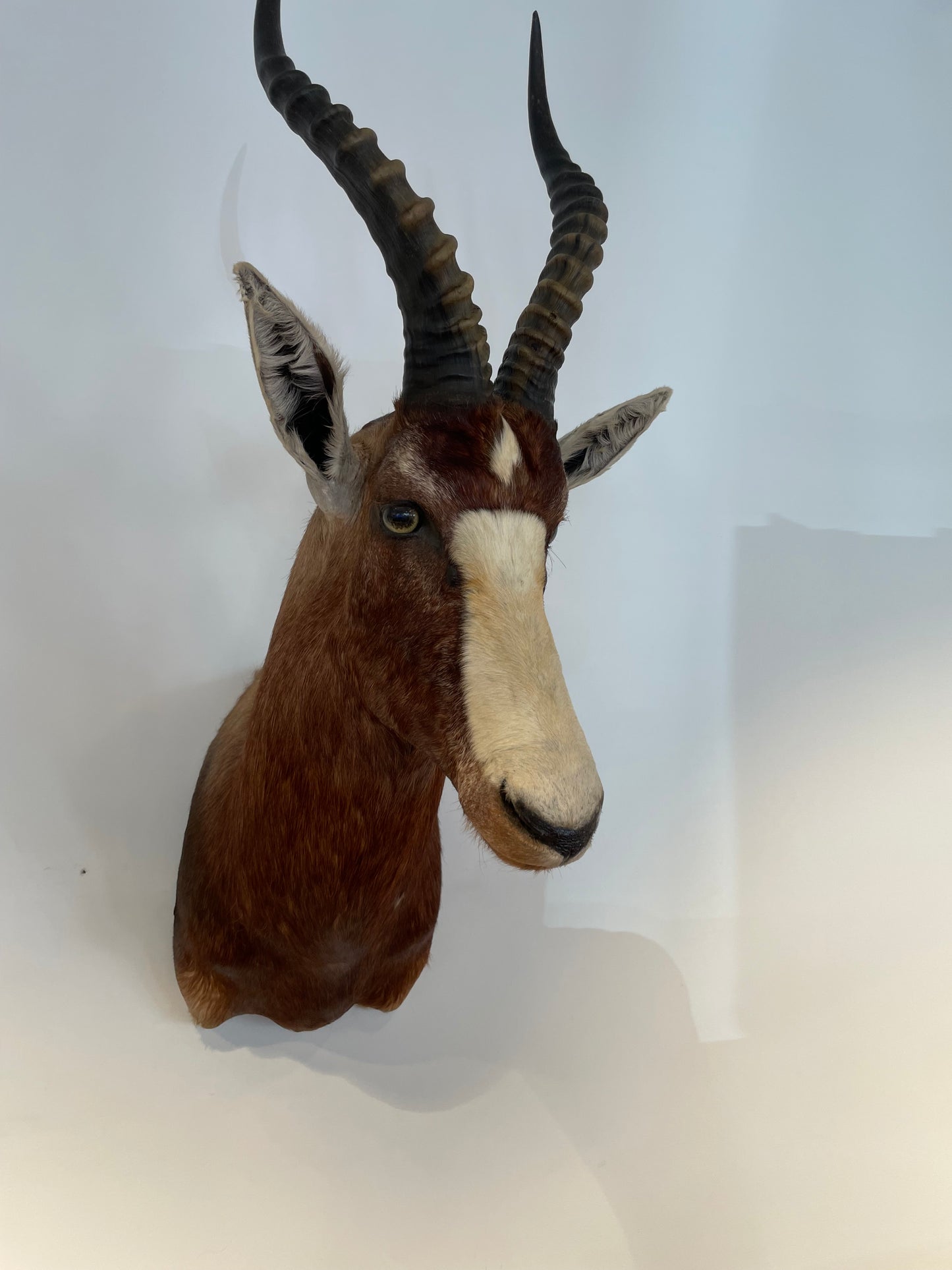 Blesbok