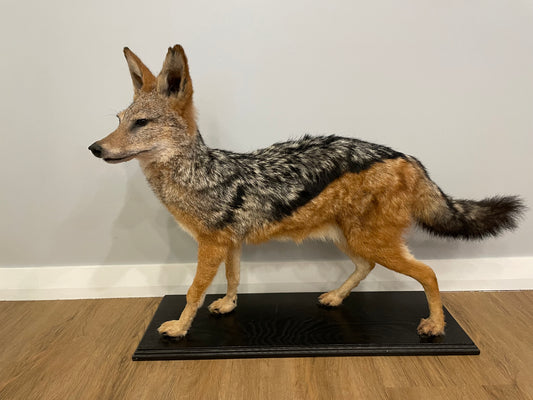 Black-backed Jackal