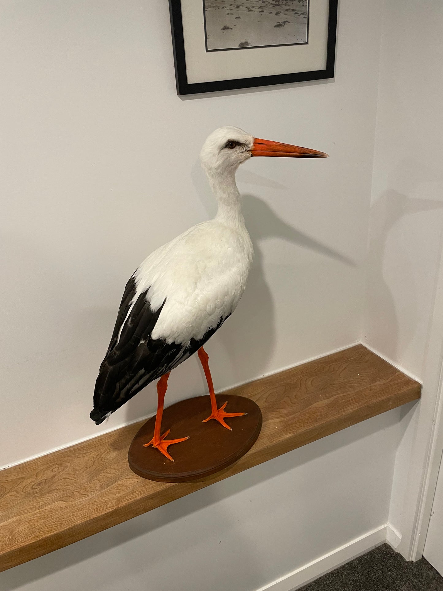 White Stork