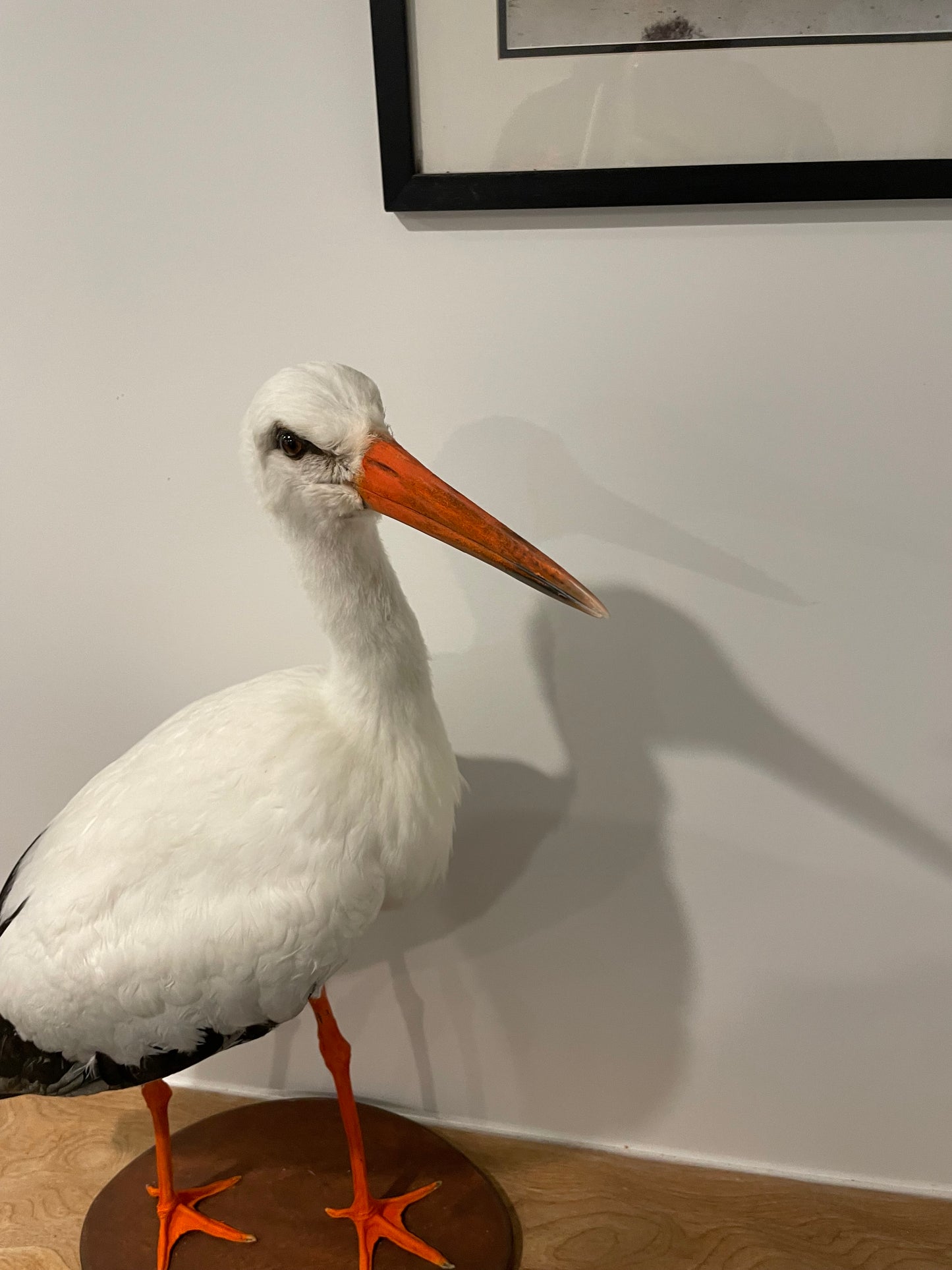 White Stork