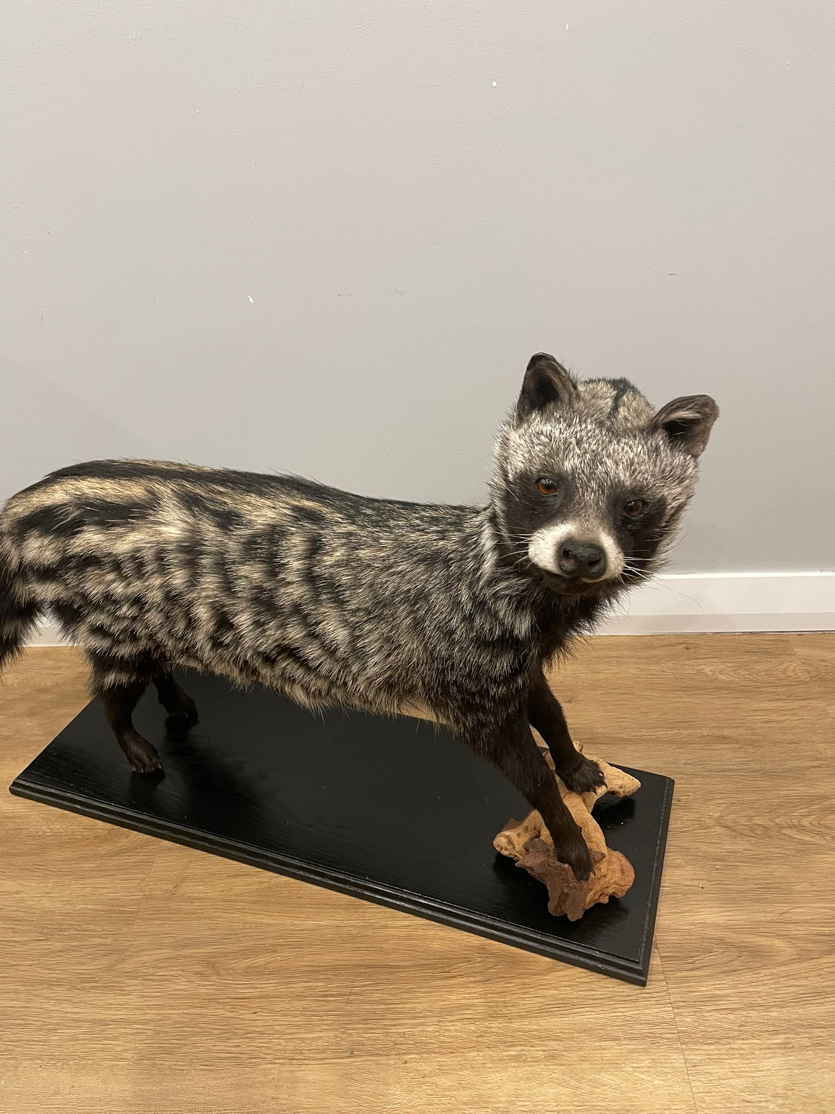 African Civet