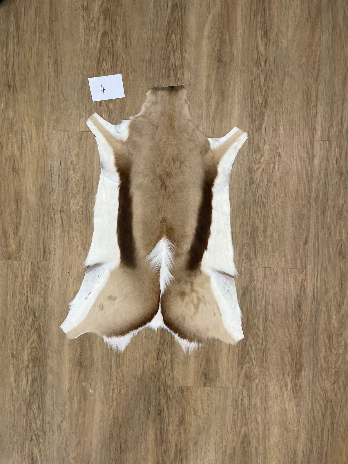 Springbok Skin