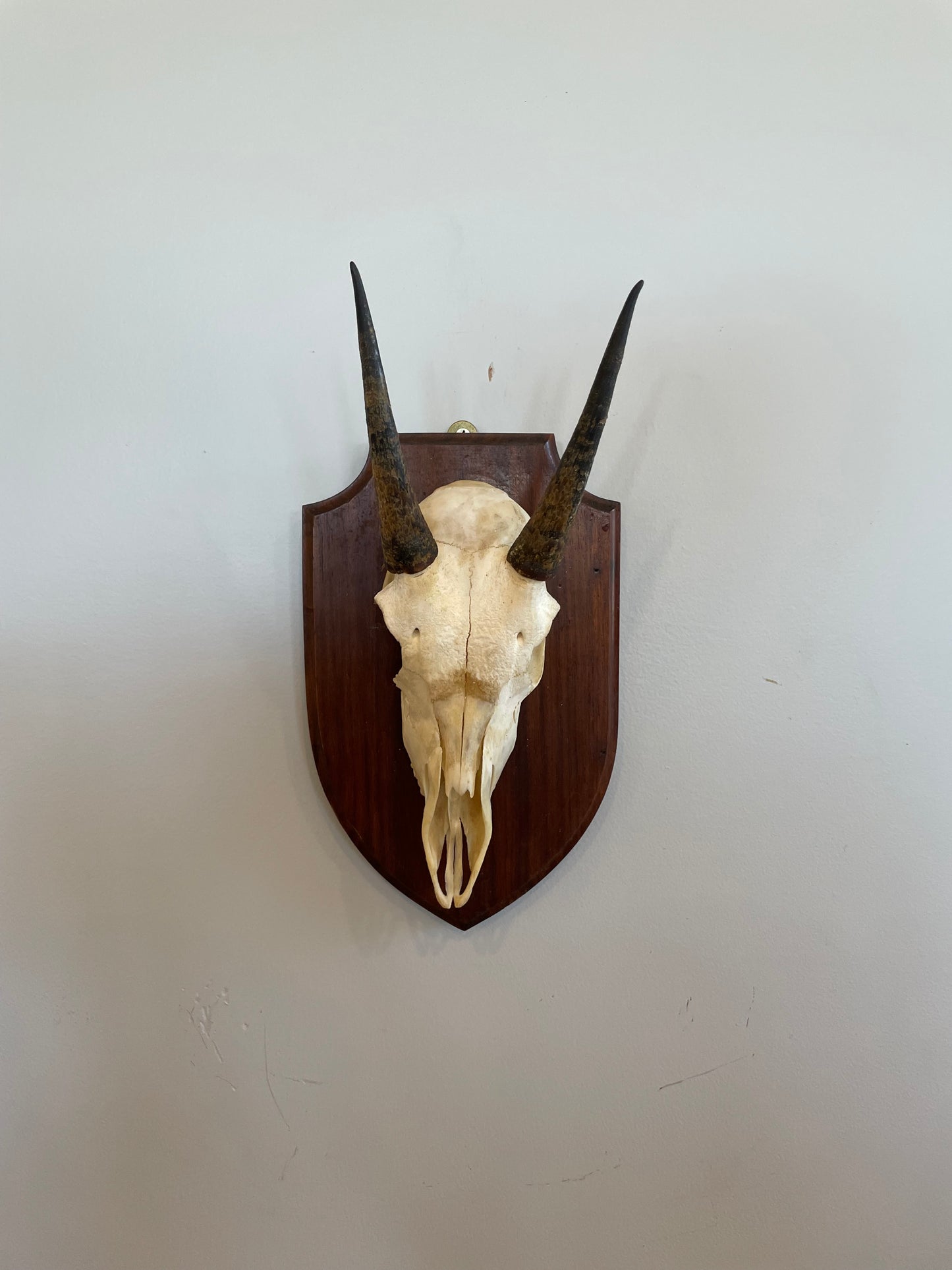 Young Impala Euro Mount