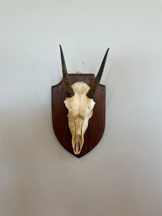 Young Impala Euro Mount