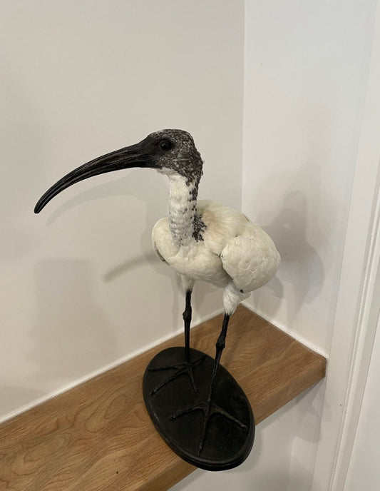 Sacred Ibis