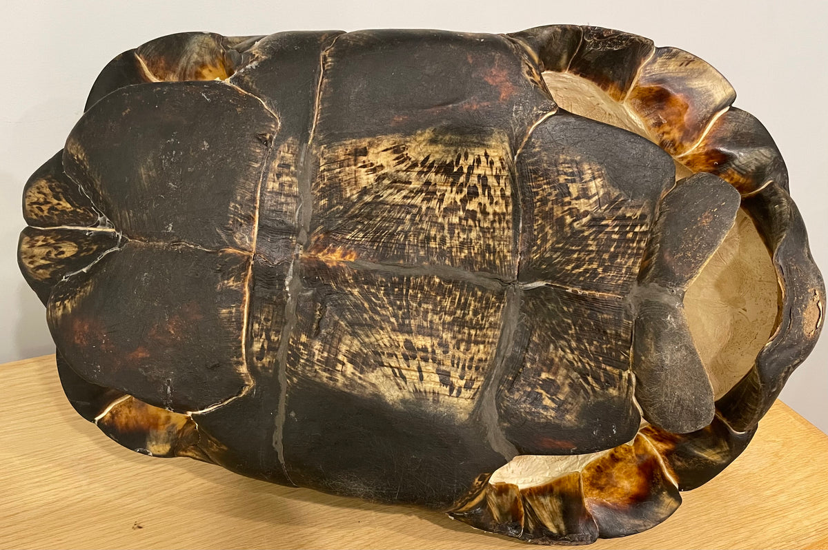 Leopard Tortoise Shell Large