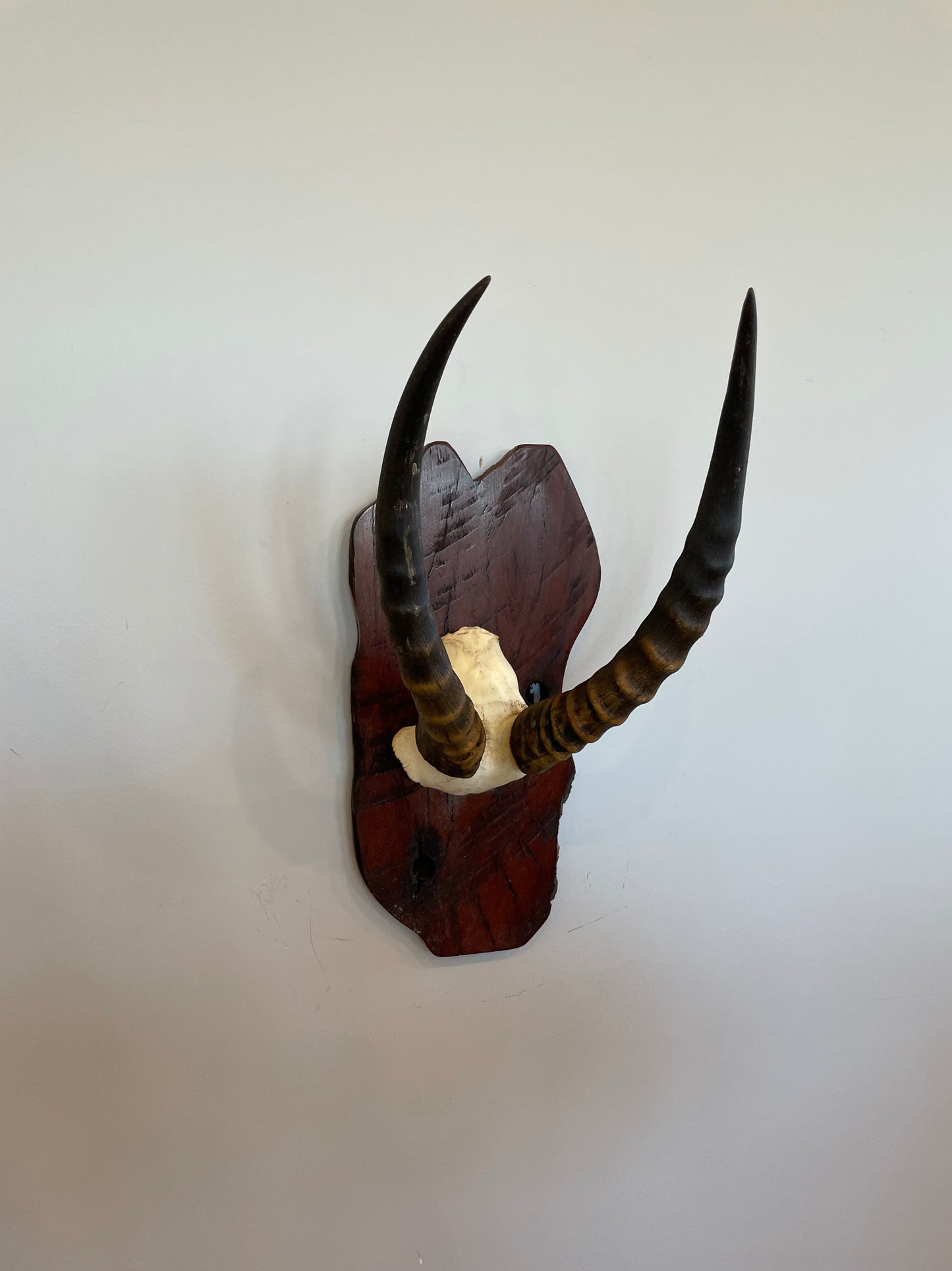 Impala Skull cap