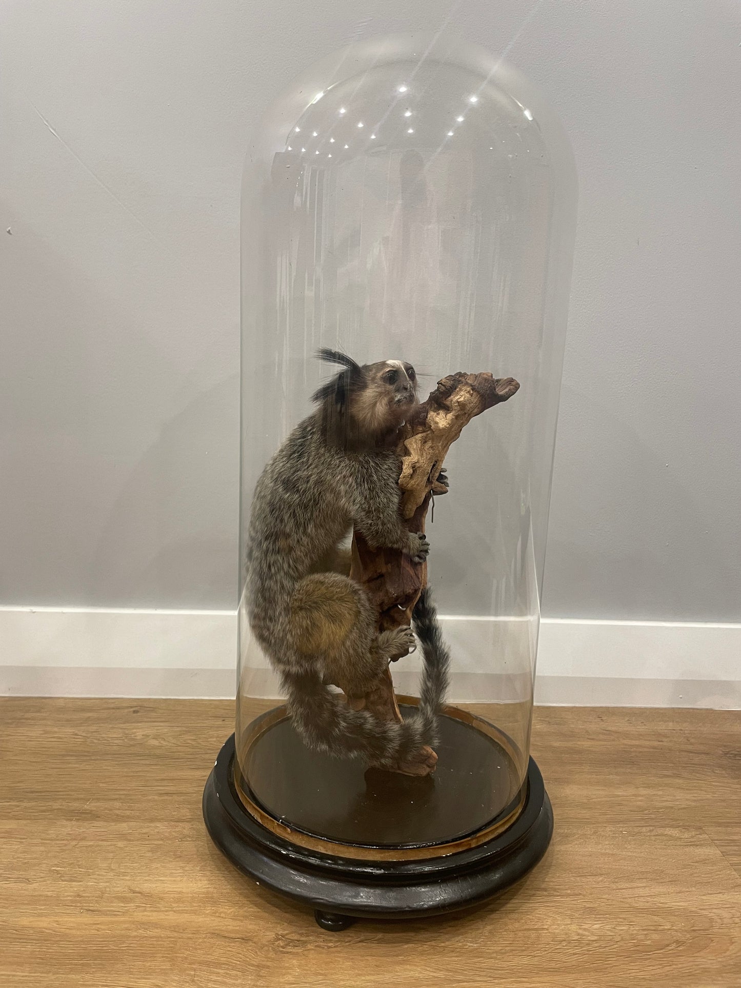 Black-Tufted Marmoset in Antique Dome