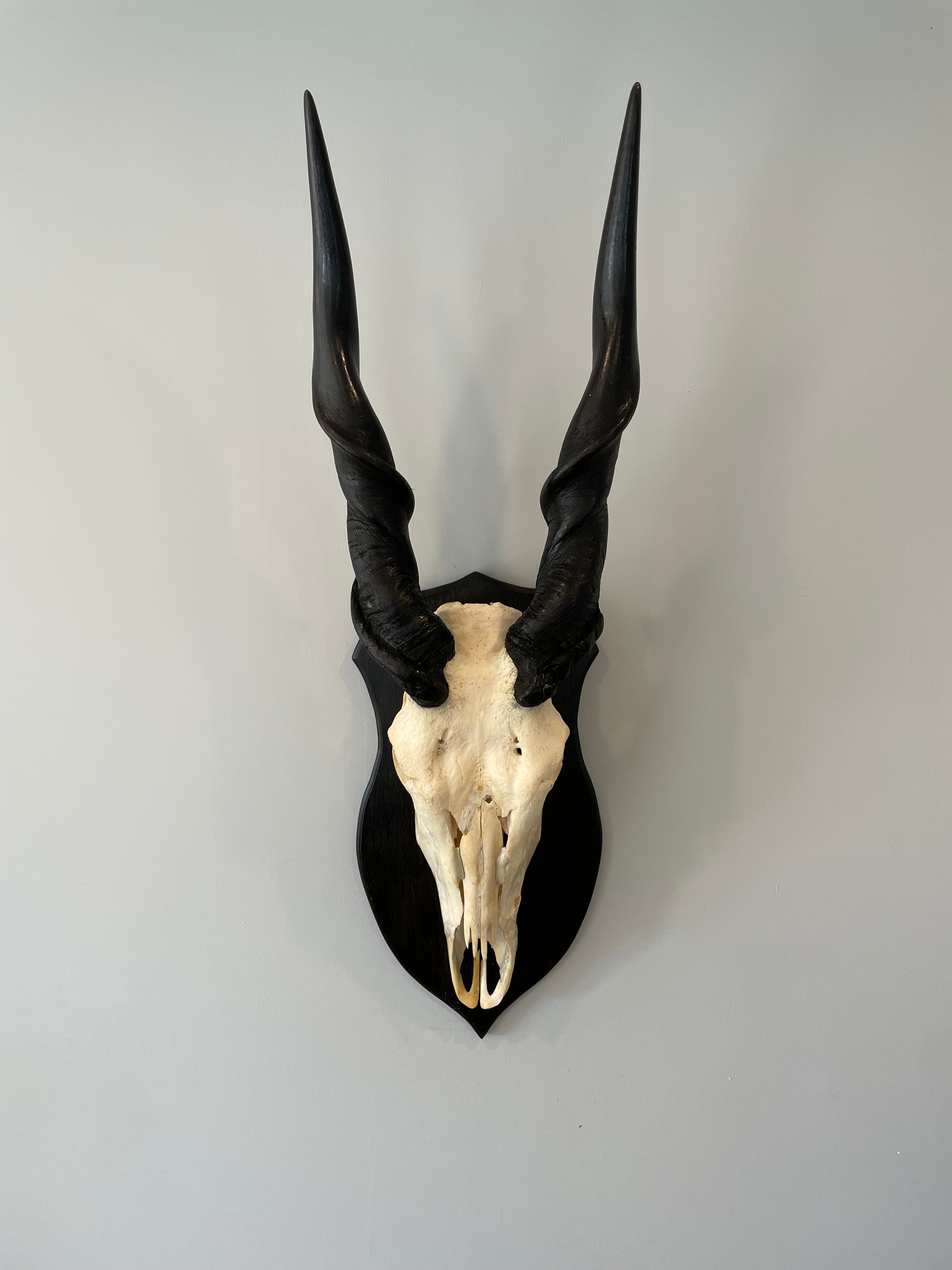 Eruo Mount Rabbit Eland Euro Mount for Sale – The New Zealand Taxidermy Store