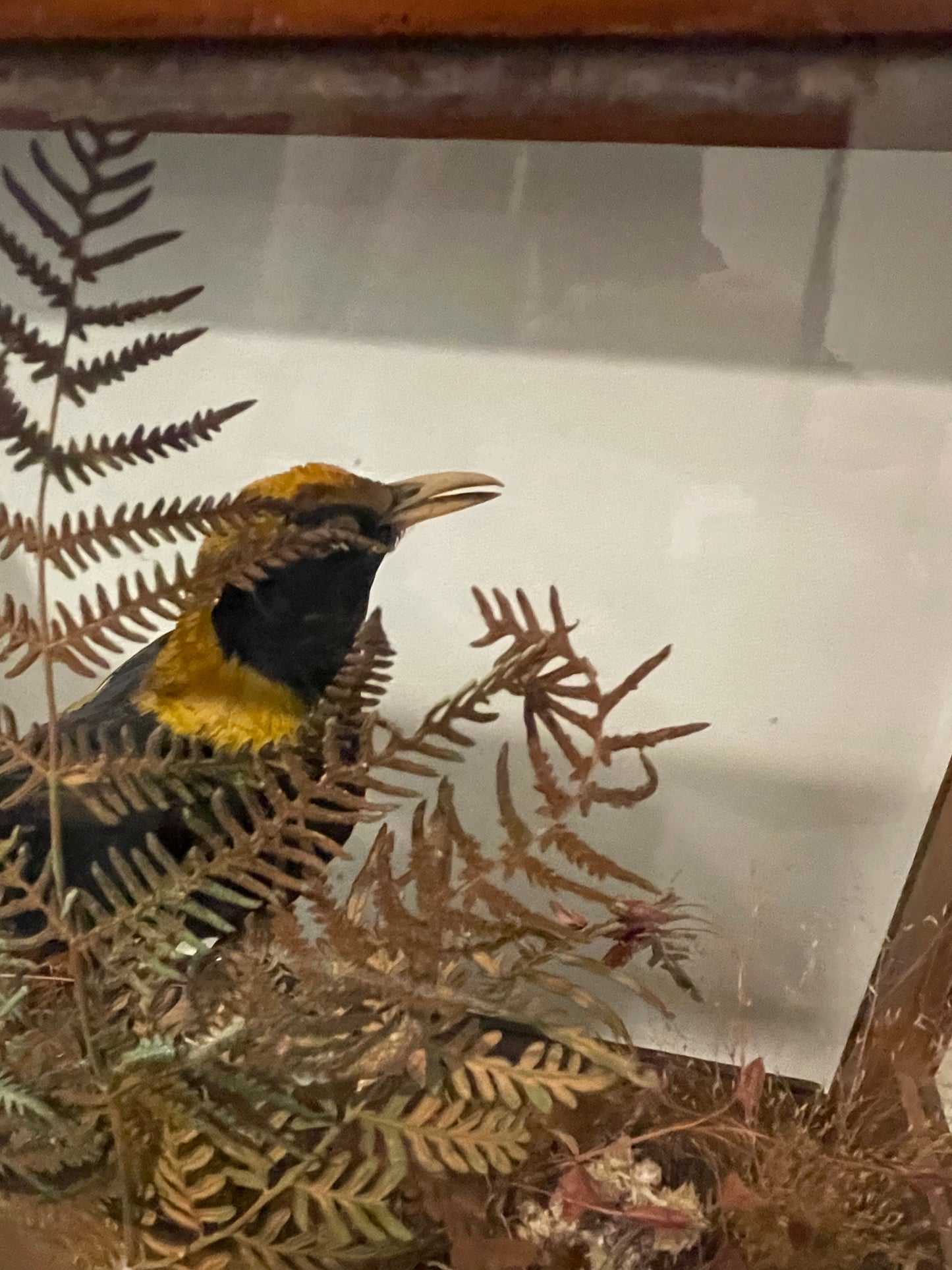 Regent Bowerbird