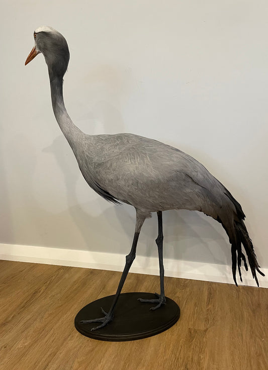 Blue Crane