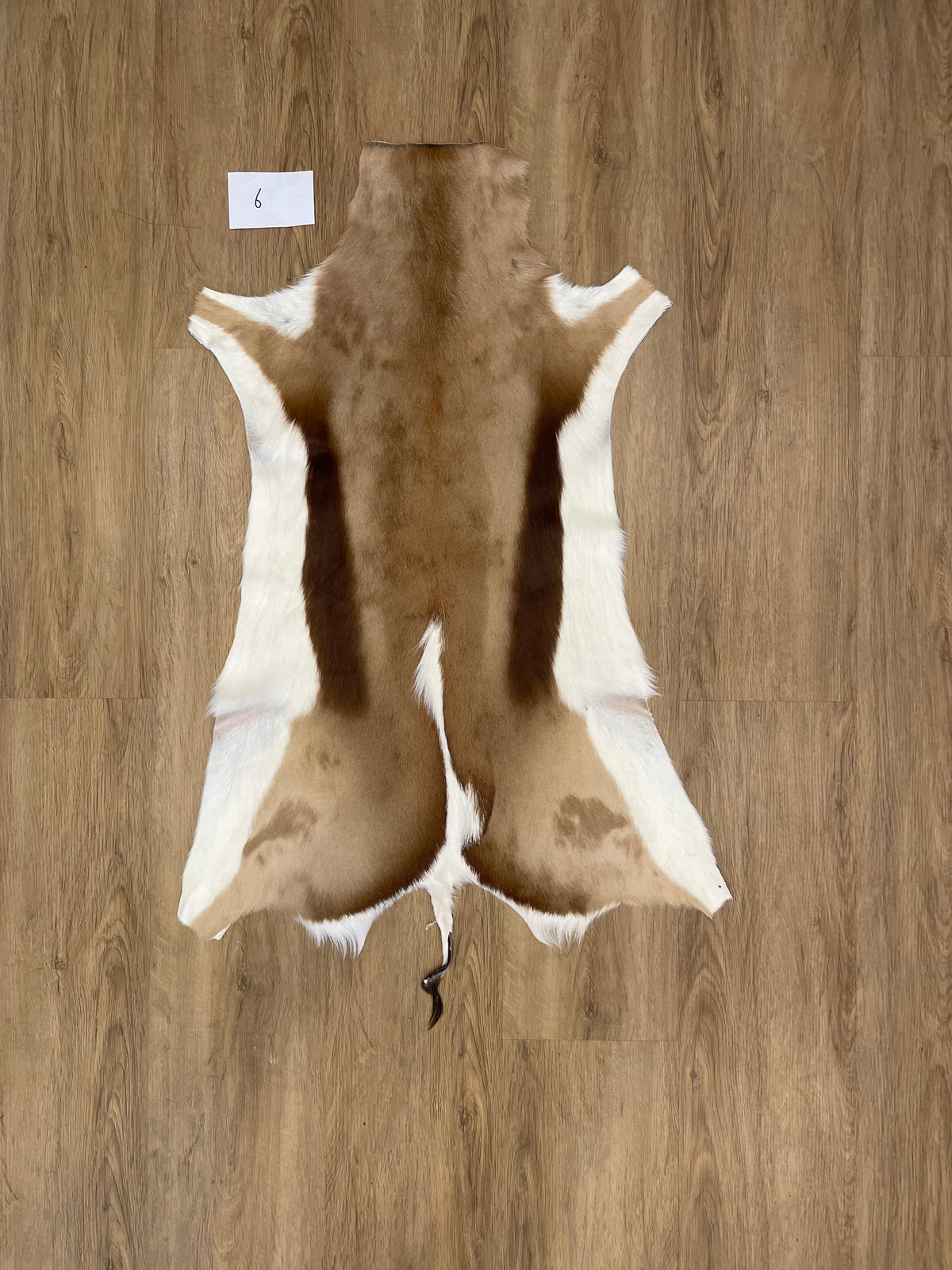 Springbok Skin