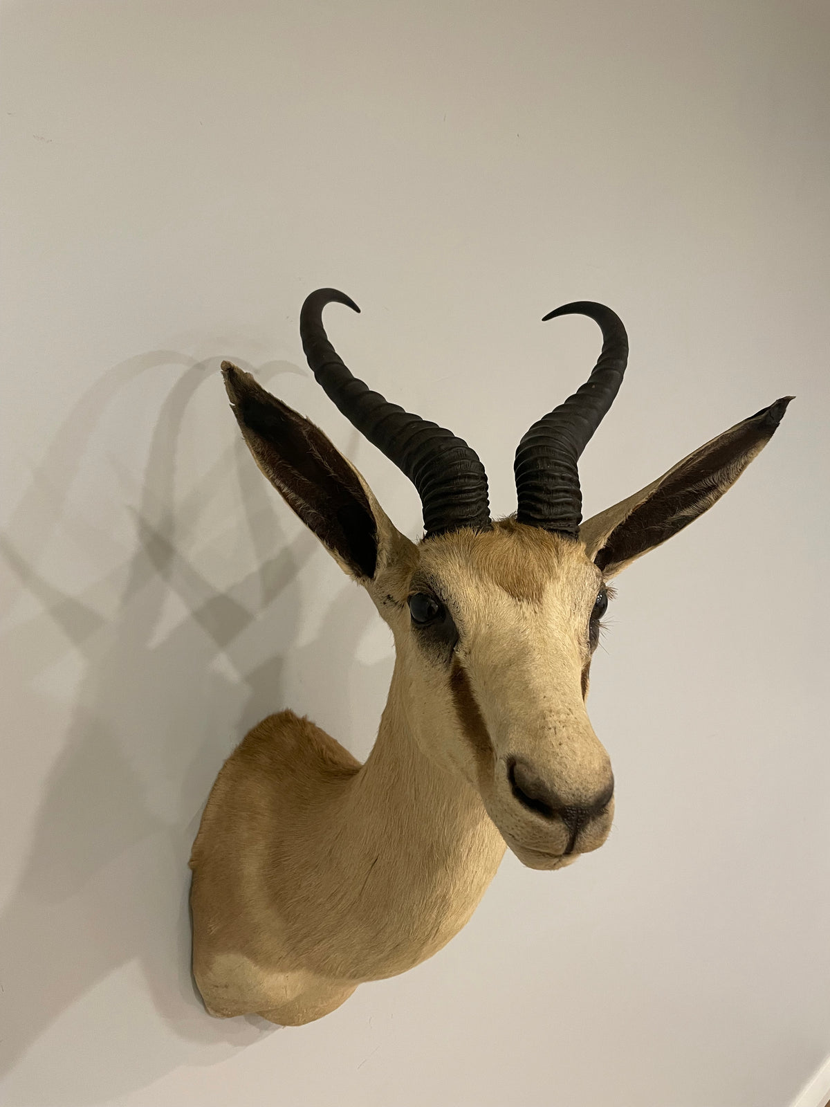 Springbok