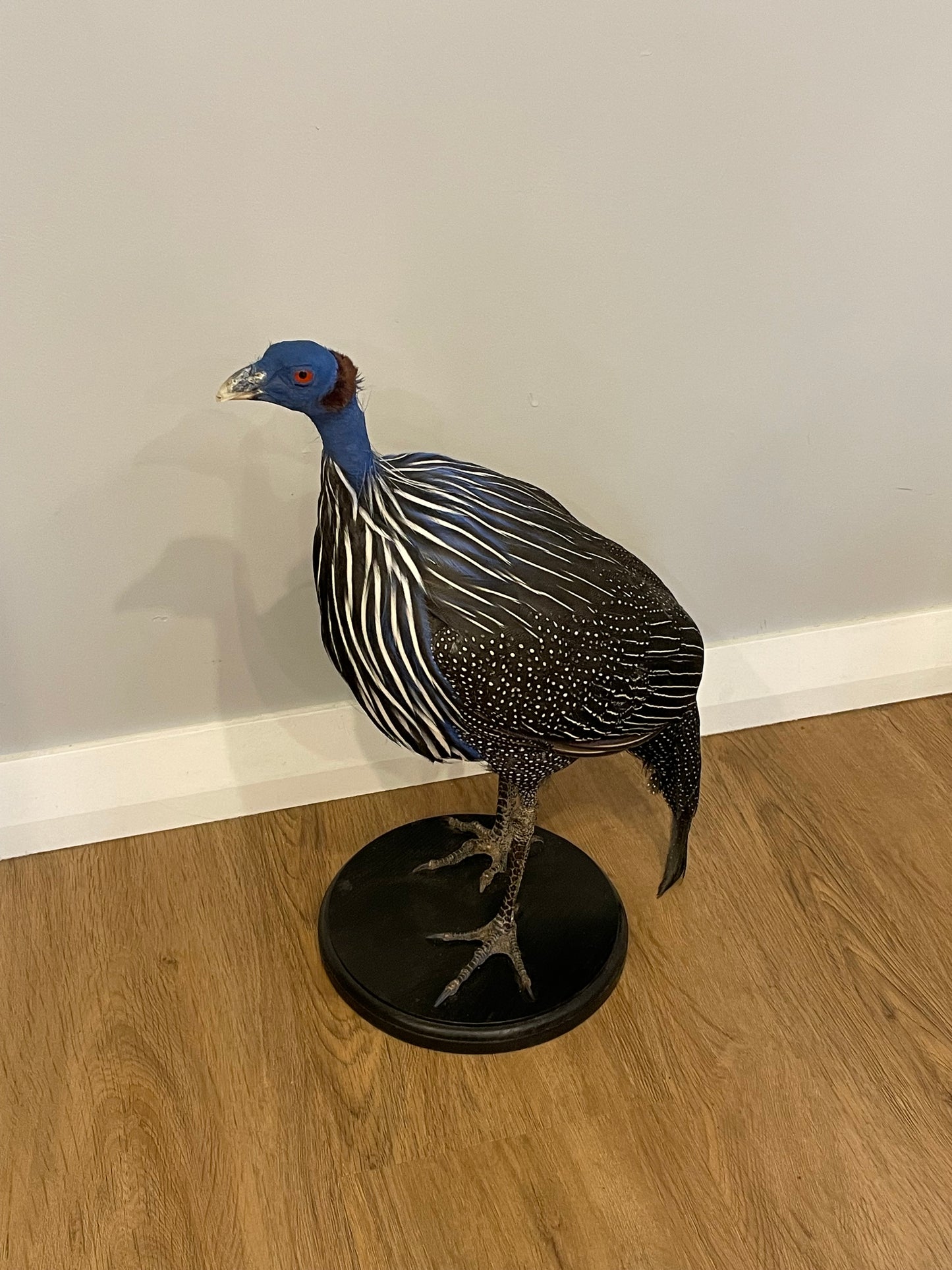 Vulturine Guinea Fowl