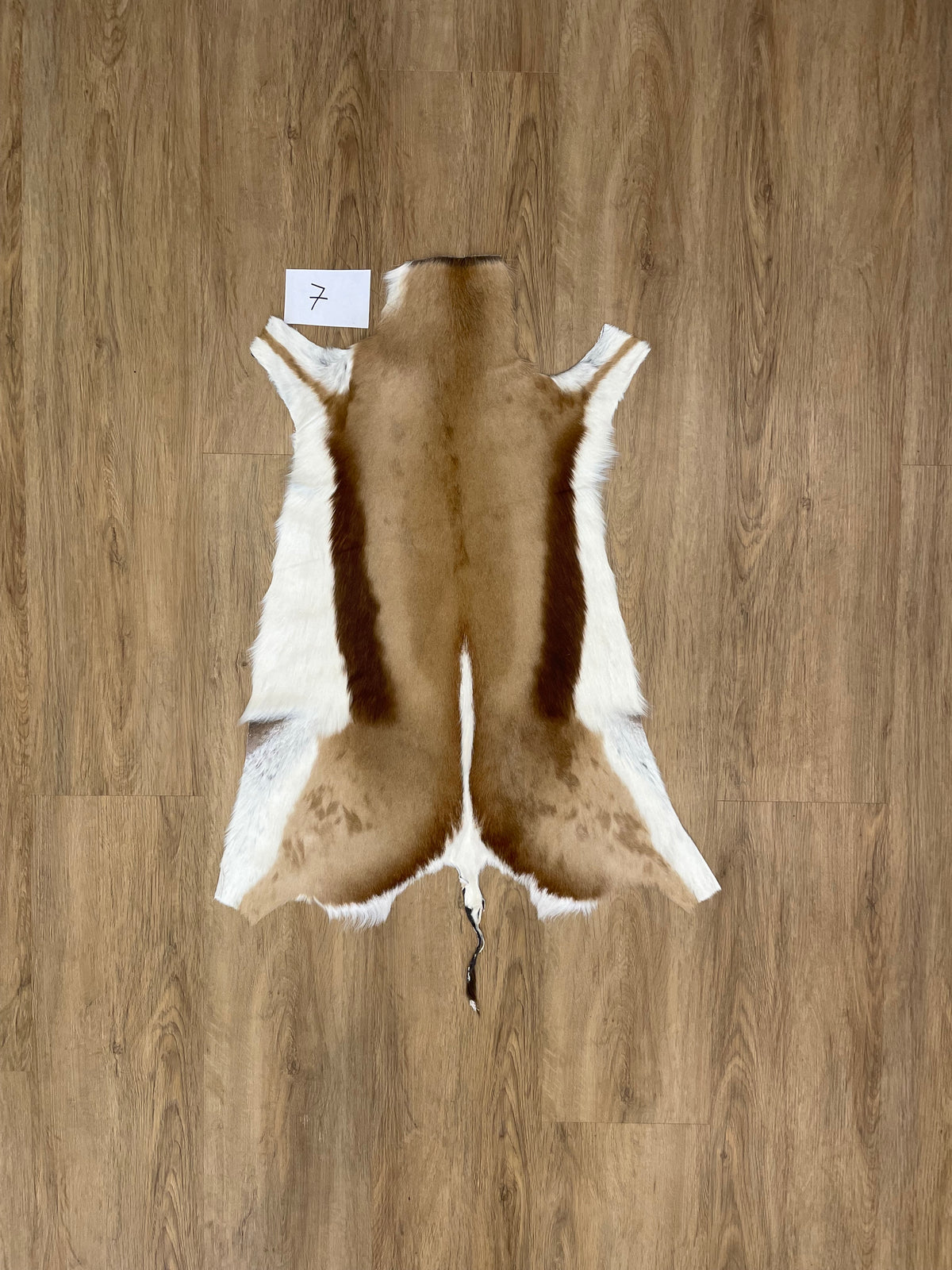 Springbok Skin