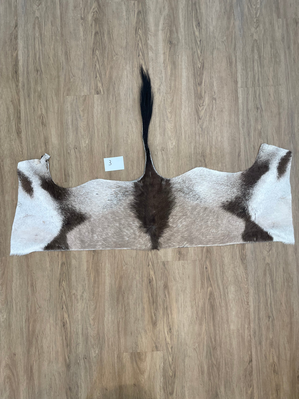 Gemsbok back Skin