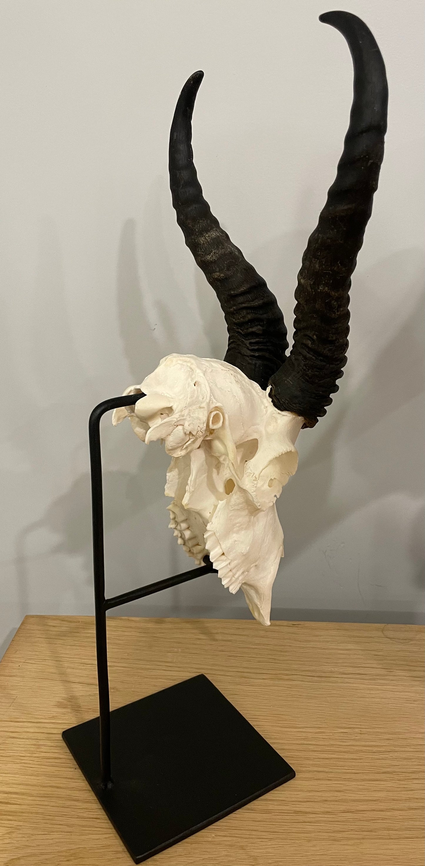 Springbok Skull