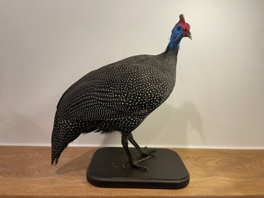 Helmeted Guinea Fowl
