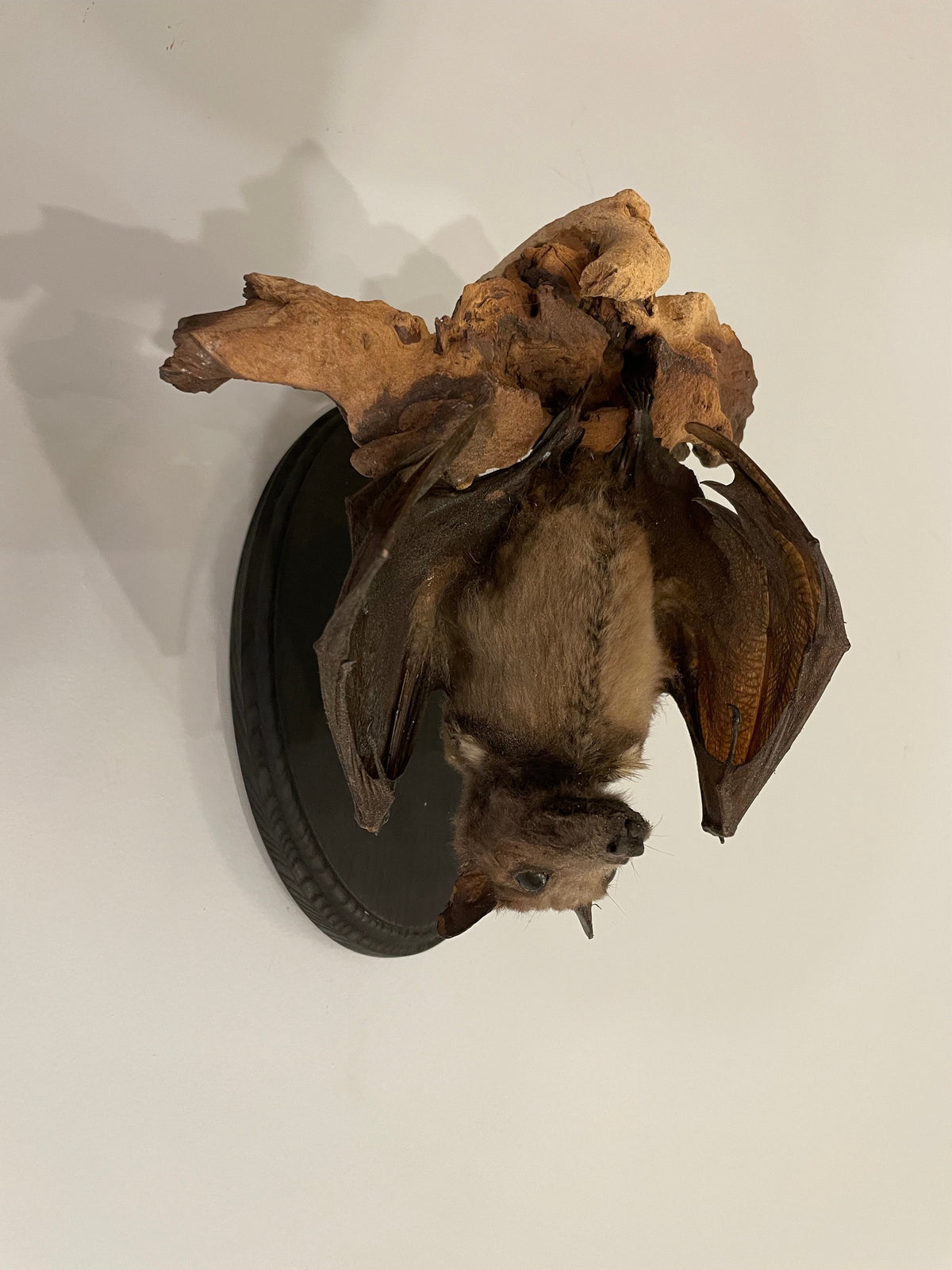 Wahlberg's epauletted fruit bat