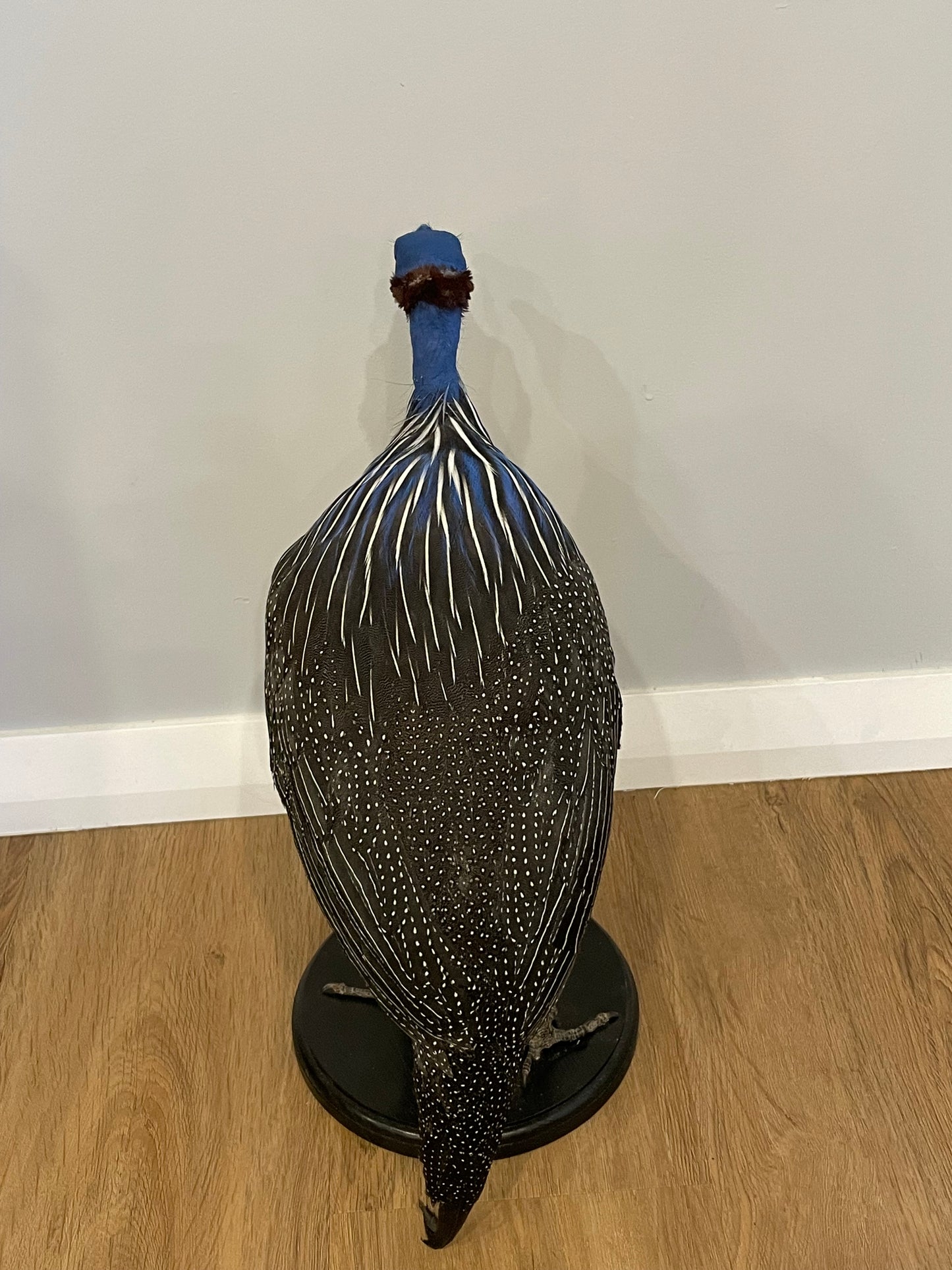 Vulturine Guinea Fowl