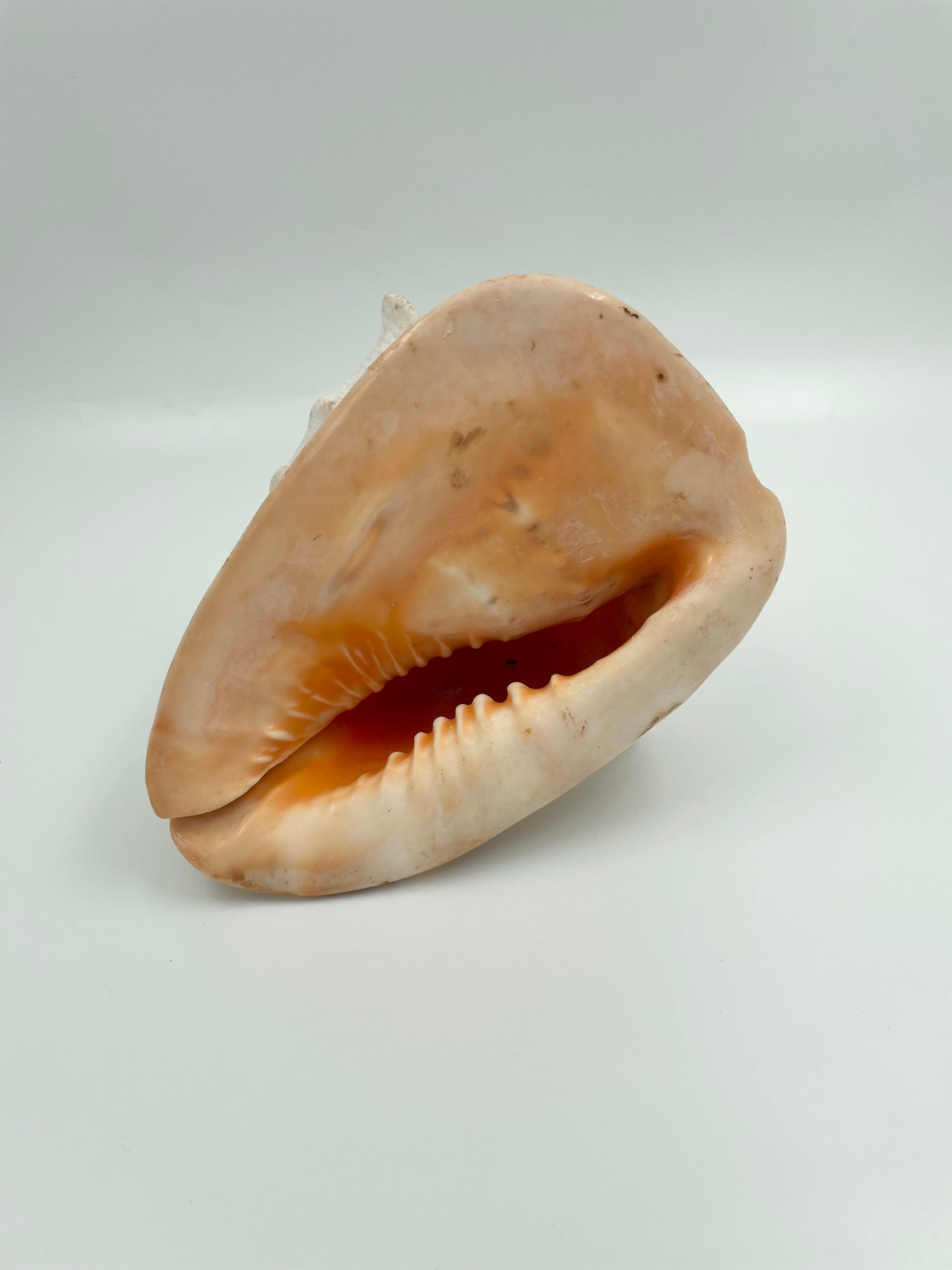 Conch Shell for sale – The New Zealand Taxidermy Store