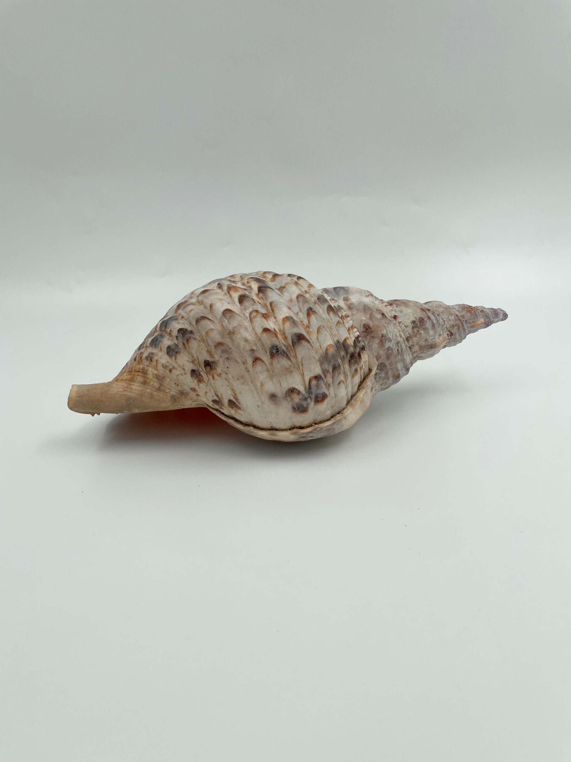 Trumpa Shell Pacific Trumpet Shell for sale – The New Zealand Taxidermy Store