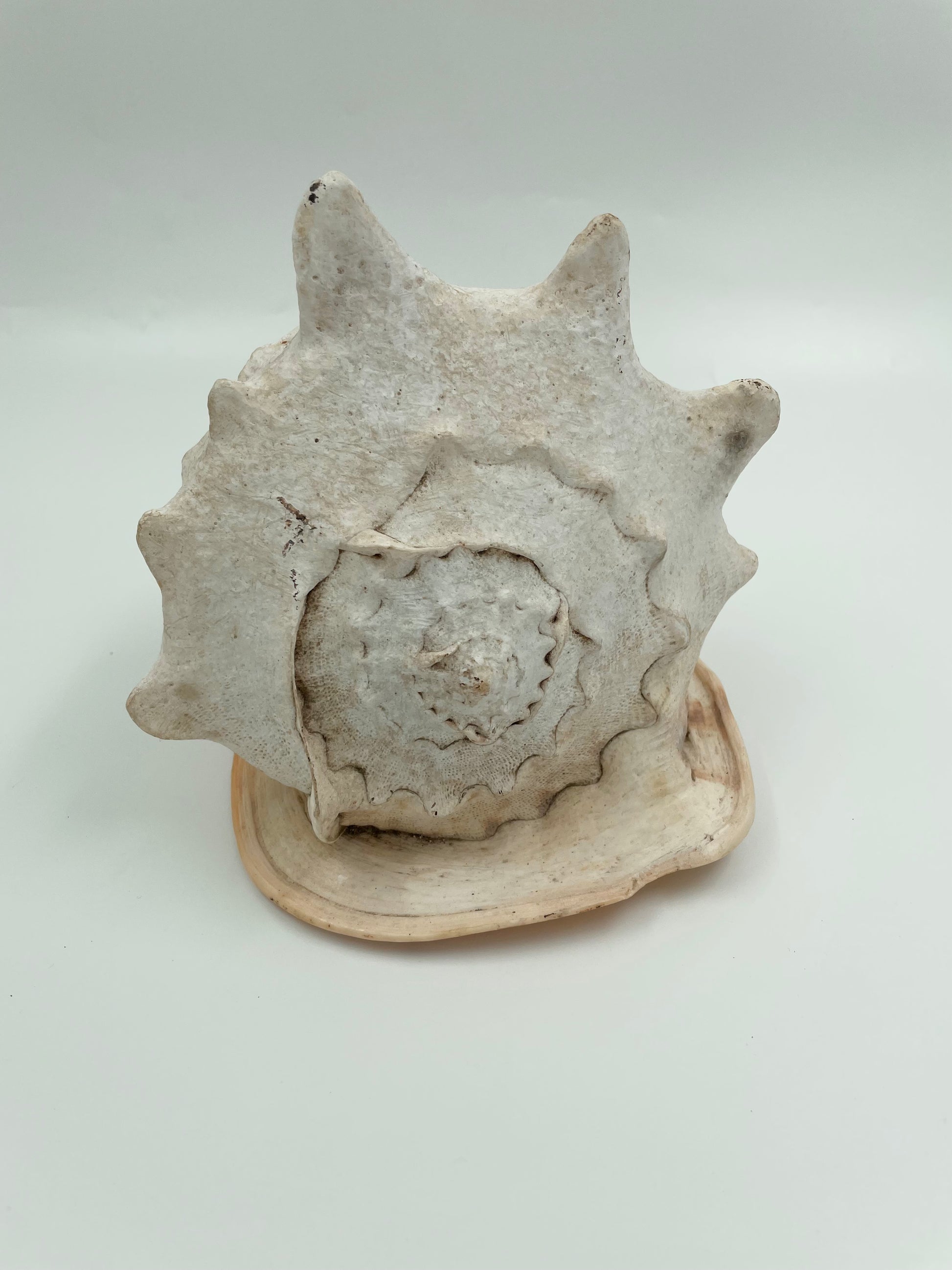Conch Shell for sale – The New Zealand Taxidermy Store