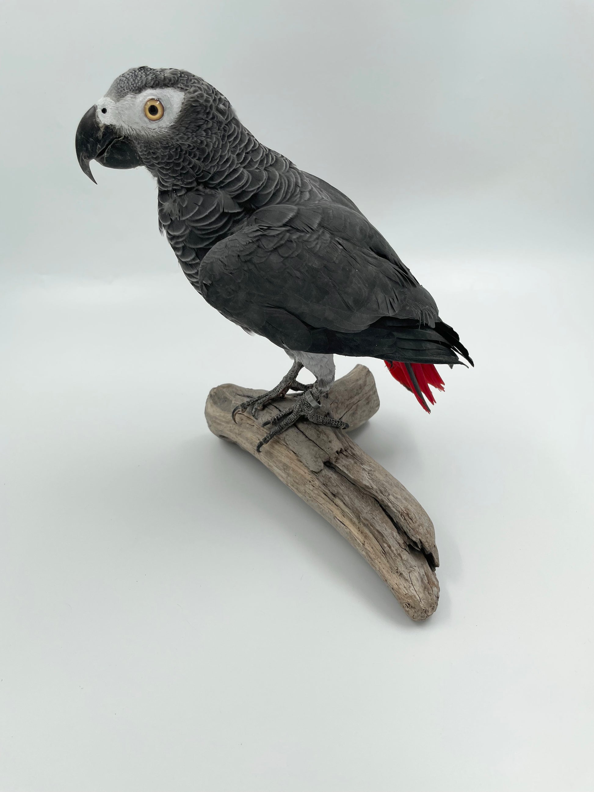 African grey pet store clearance