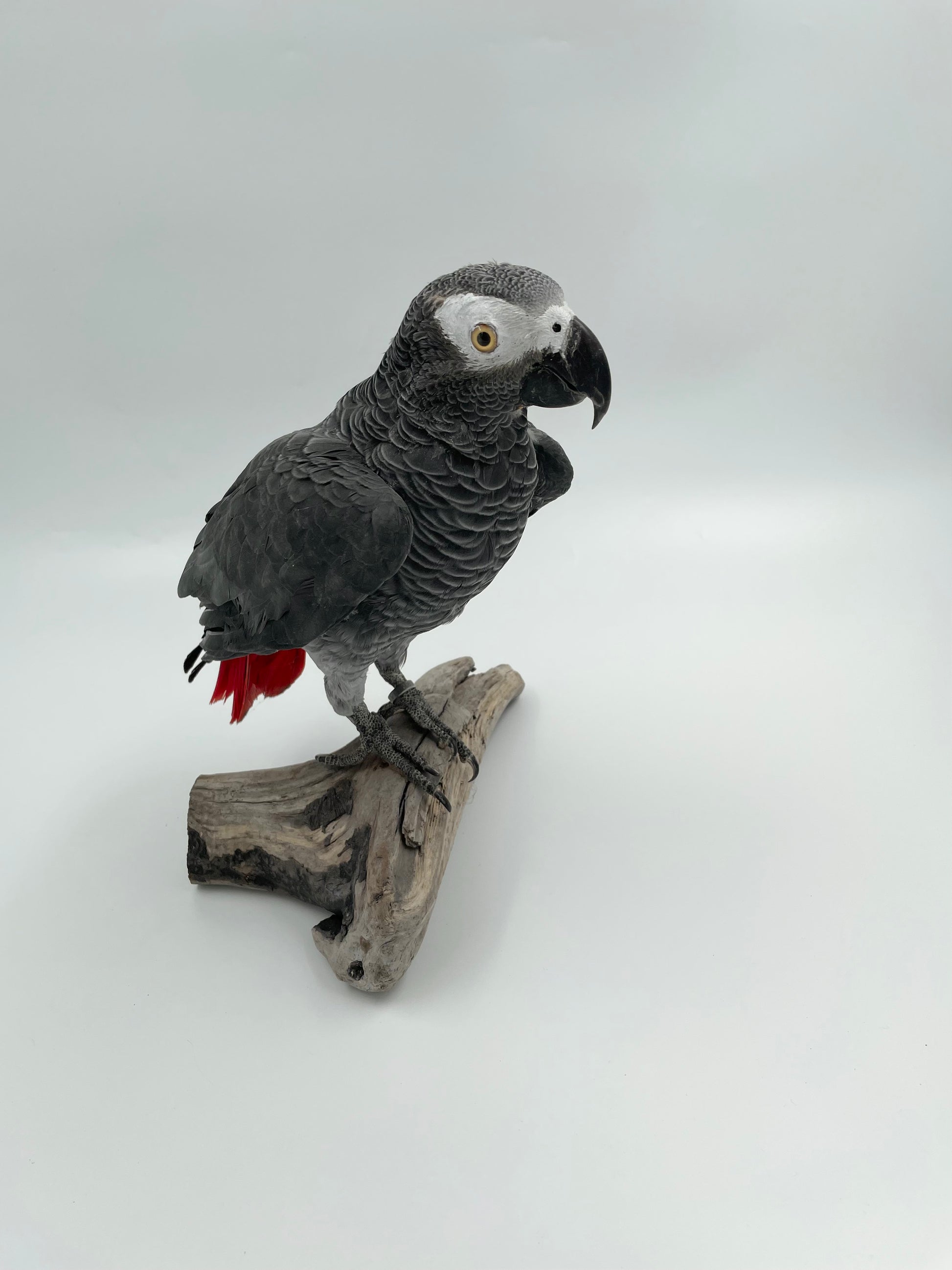 African grey parrot toys sale deals
