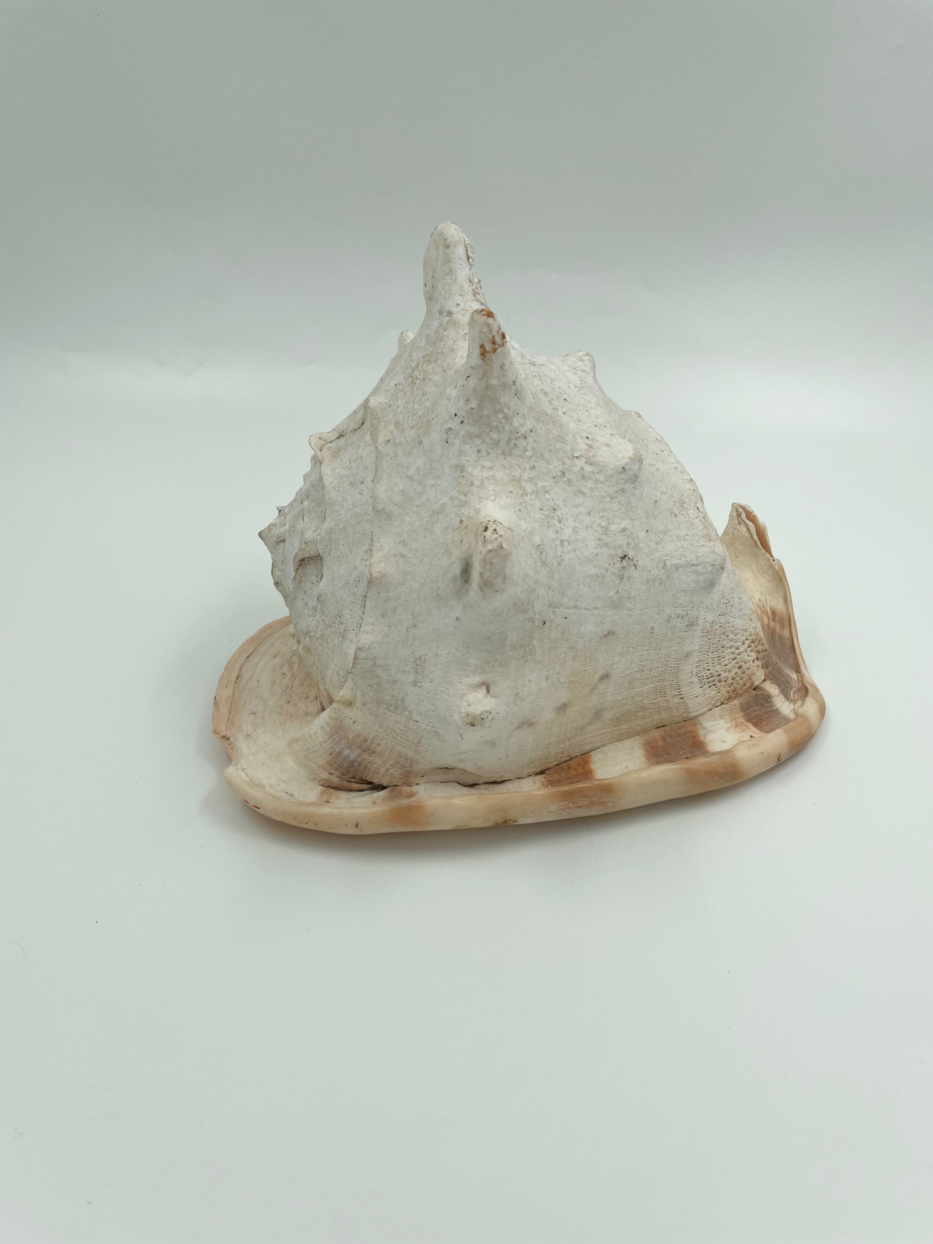Conch Shell for sale – The New Zealand Taxidermy Store