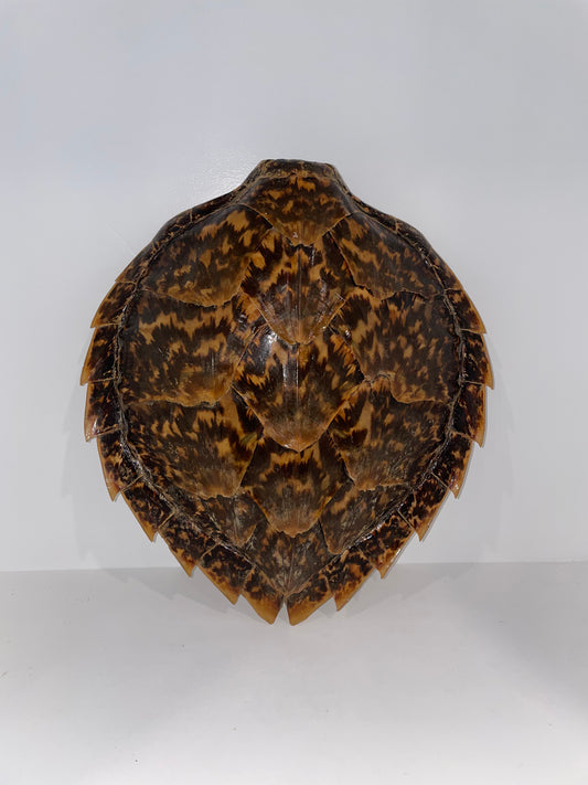 Hawksbill Turtle Shell