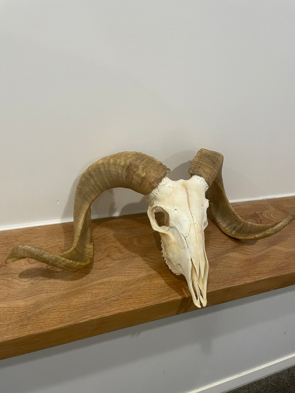 Merino Sheep Skull