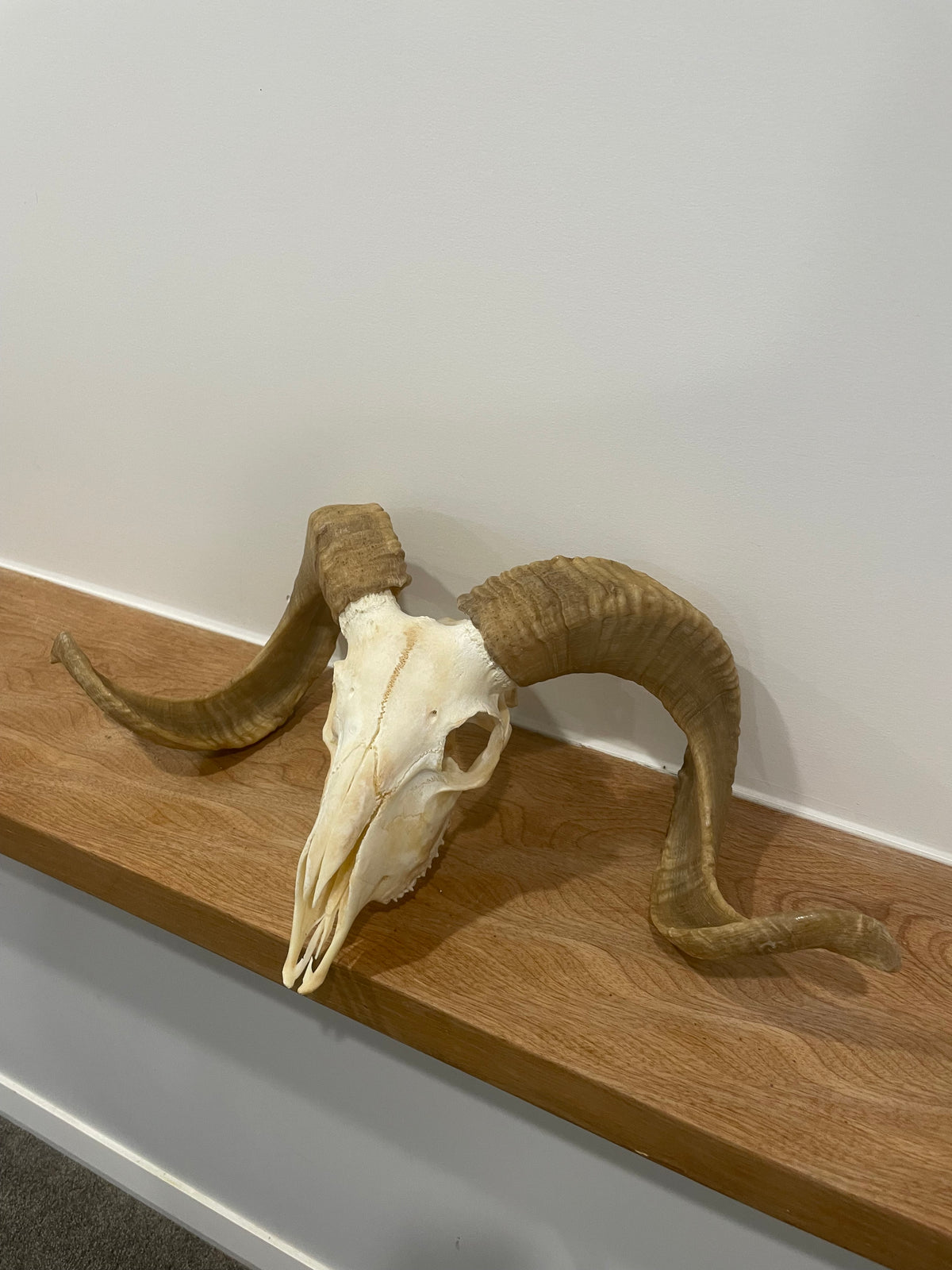 Merino Sheep Skull