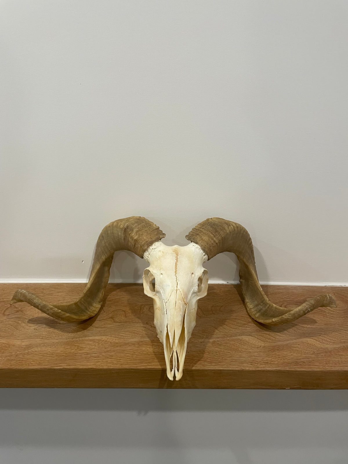 Merino Sheep Skull