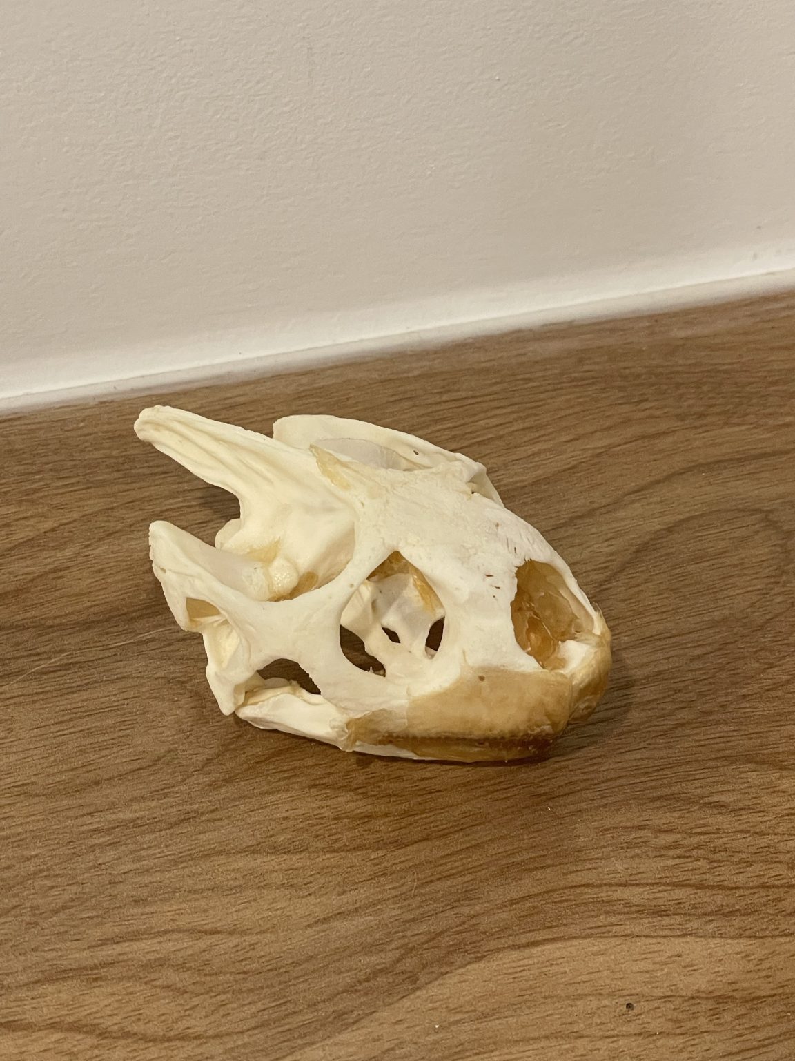 Leopard Tortoise Skull Large