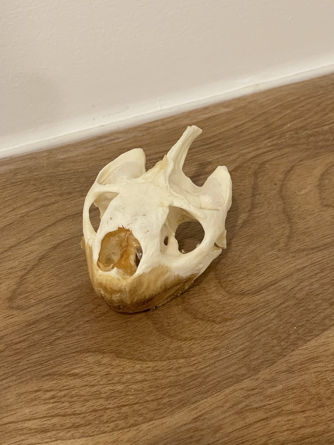 Leopard Tortoise Skull Large
