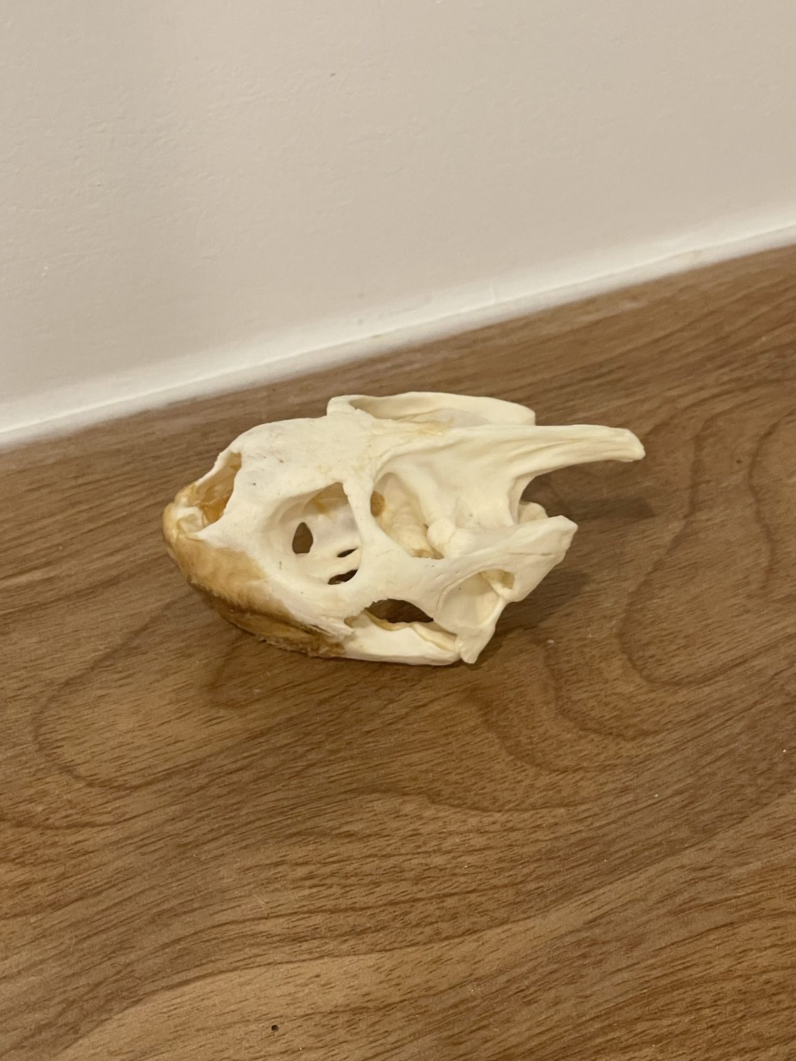 Leopard Tortoise Skull Large