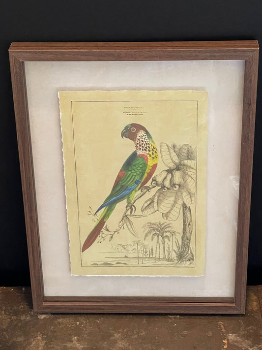 Parrot Framed Print A