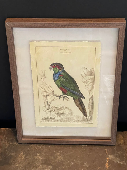 Parrot Framed Print B