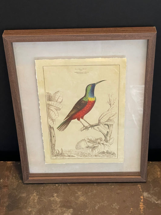 Sunbird Framed Print