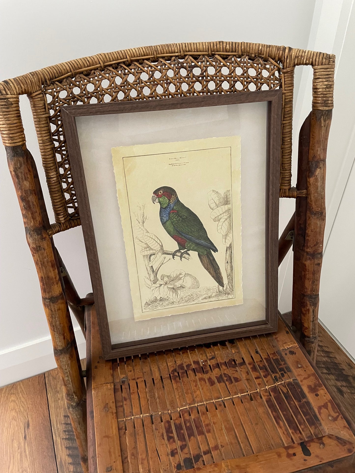 Parrot Framed Print B