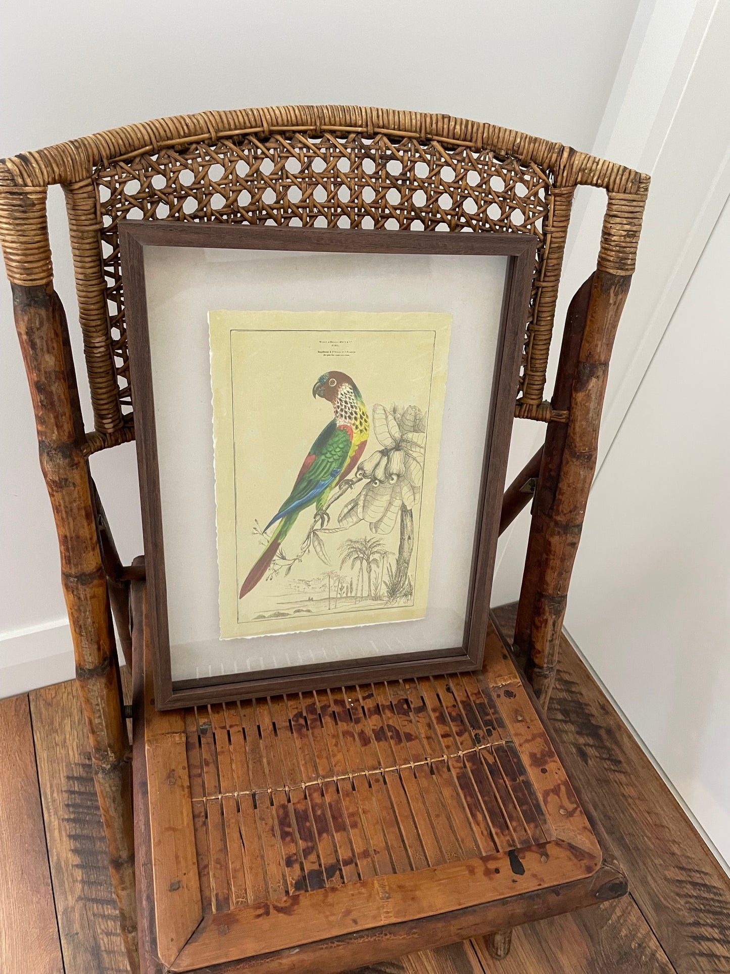 Parrot Framed Print A