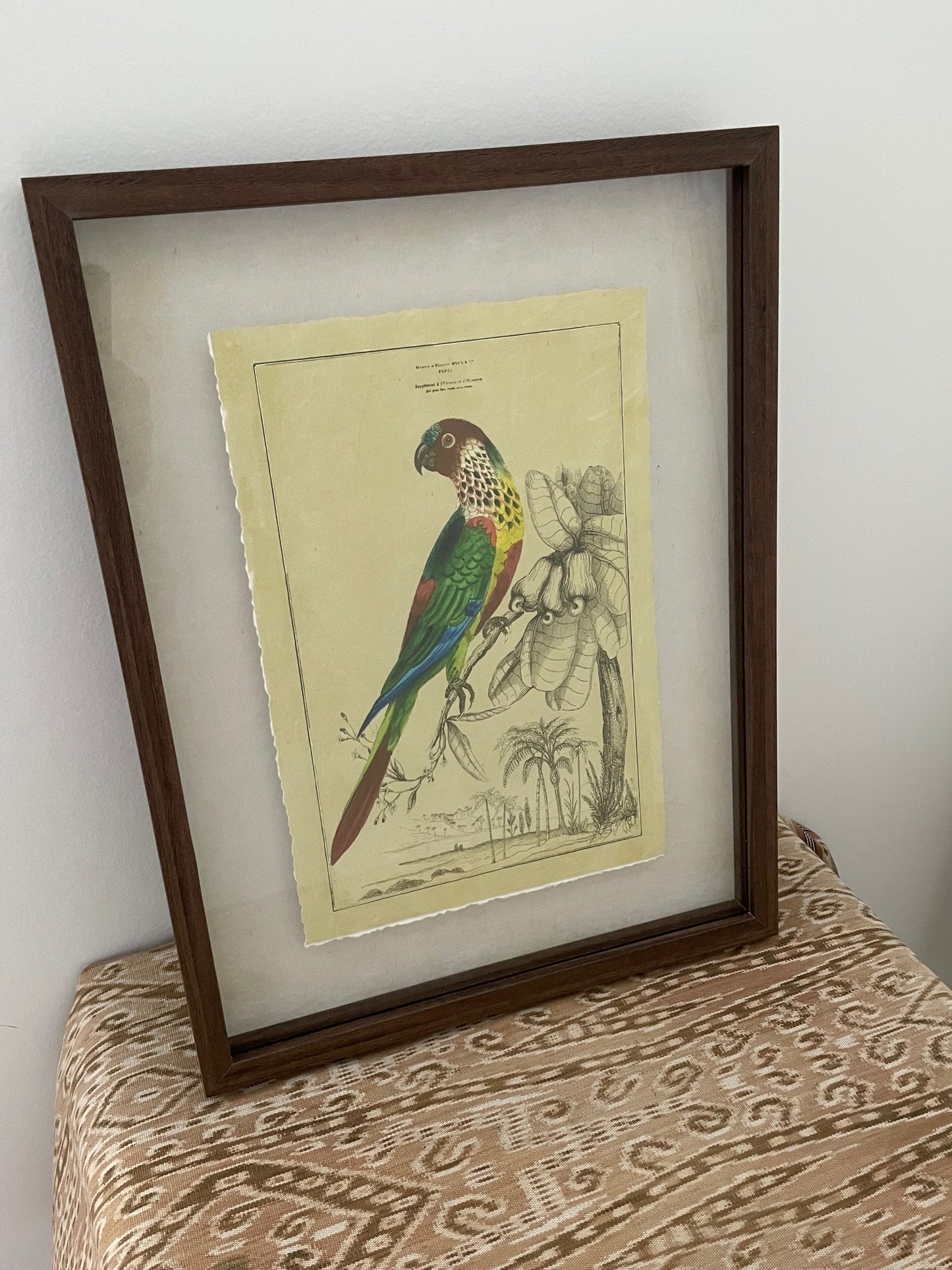 Parrot Framed Print A