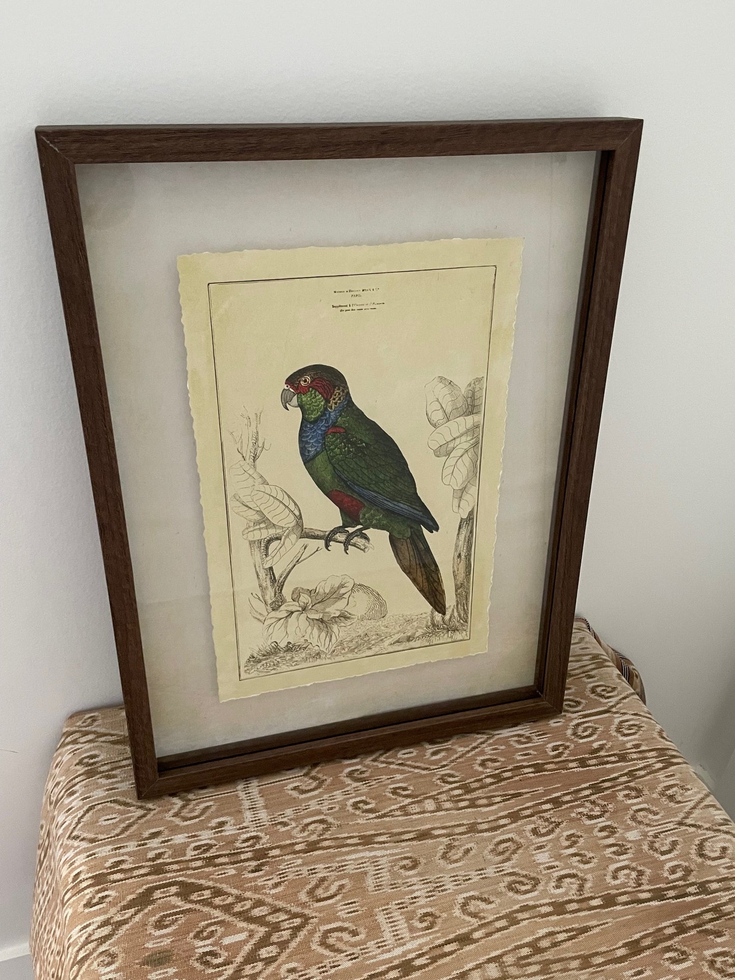 Parrot Framed Print B