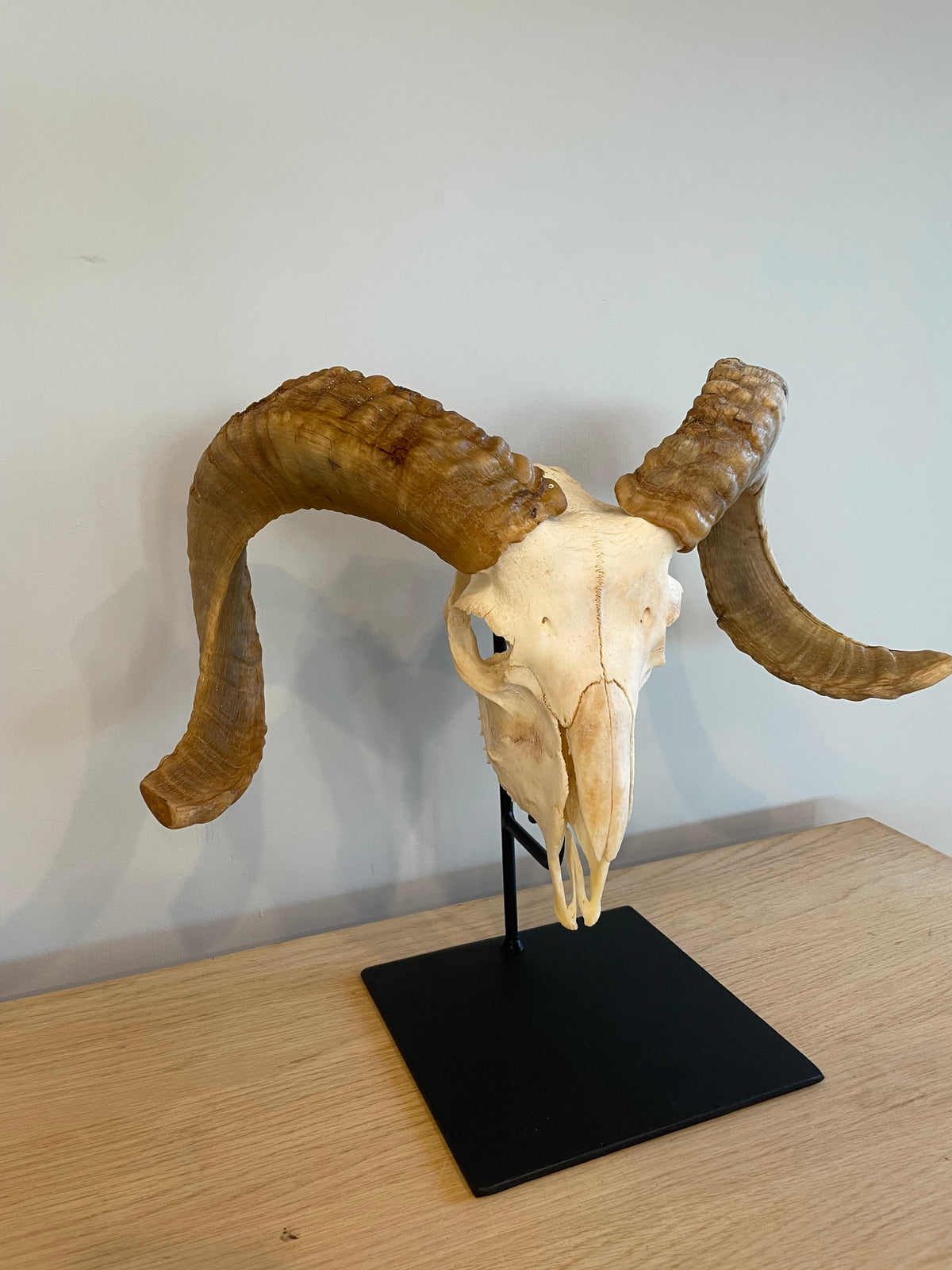 Marino Skull on Stand